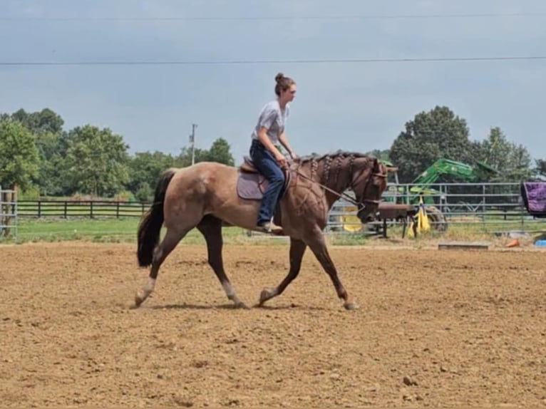 Quarter horse américain Hongre 11 Ans 152 cm Rouan Rouge in Robards KY