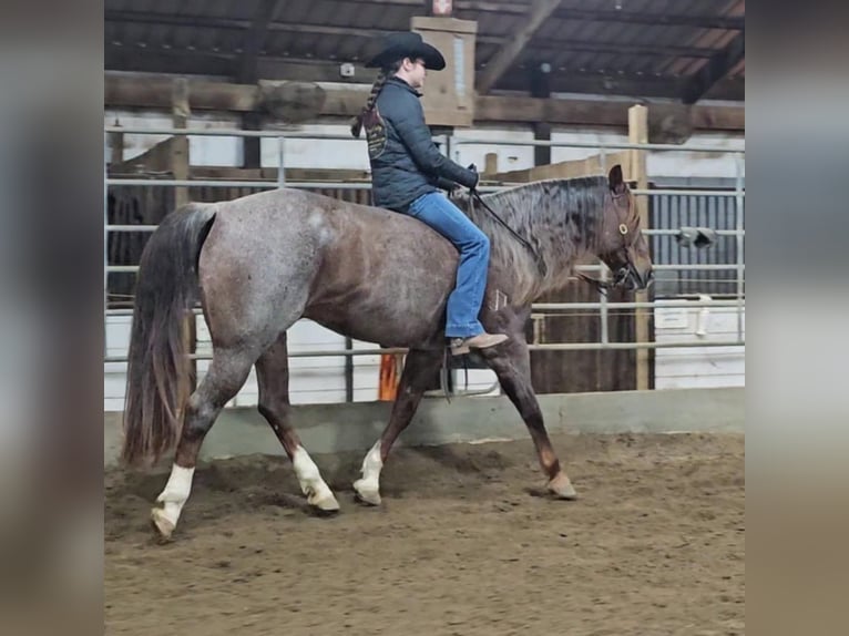 Quarter horse américain Hongre 11 Ans 152 cm Rouan Rouge in Robards KY