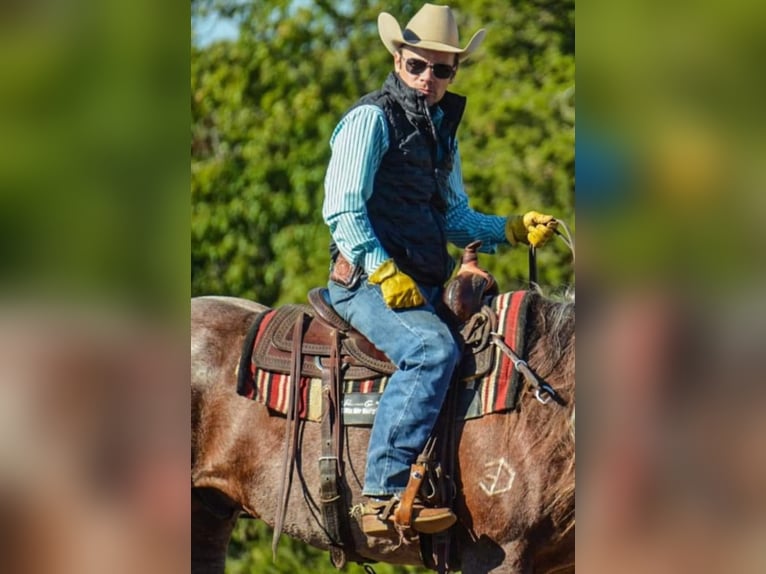 Quarter horse américain Hongre 11 Ans 152 cm Rouan Rouge in Robards KY