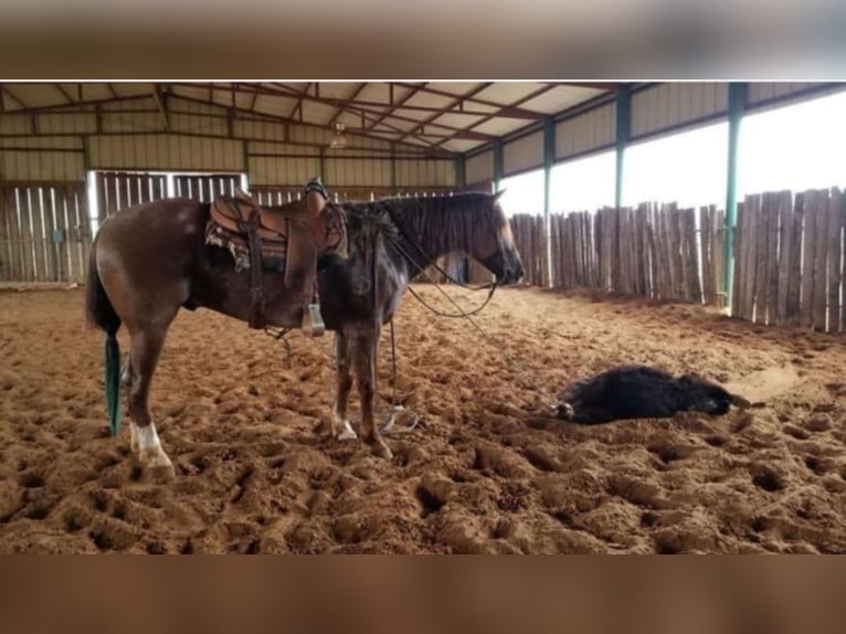 Quarter horse américain Hongre 11 Ans 152 cm Rouan Rouge in Robards KY
