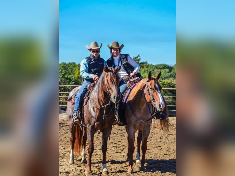 Quarter horse américain Hongre 11 Ans 152 cm Rouan Rouge in Robards KY
