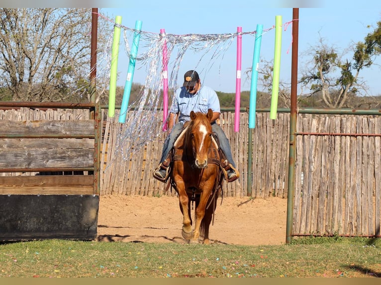 Quarter horse américain Hongre 11 Ans 152 cm Rouan Rouge in Stephenville TX