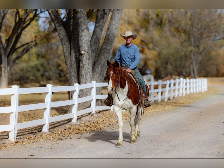Quarter horse américain Hongre 11 Ans 152 cm Tobiano-toutes couleurs in Camp Verde AZ