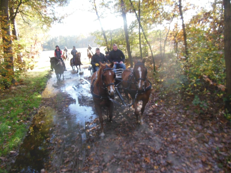 Quarter horse américain Hongre 11 Ans 153 cm Bai in Erpe-Mere