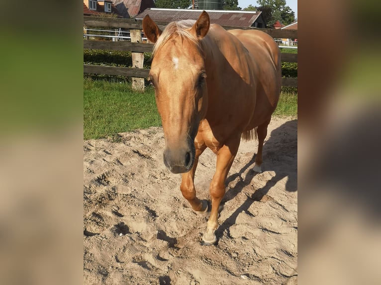 Quarter horse américain Hongre 11 Ans 153 cm Palomino in Lunestedt