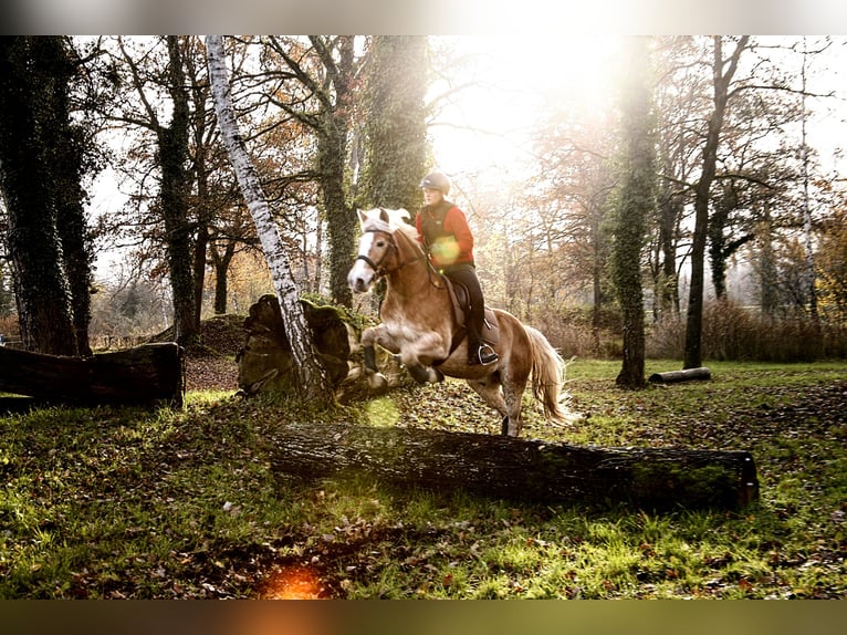 Quarter horse américain Croisé Hongre 11 Ans 154 cm Alezan in Friesenheim