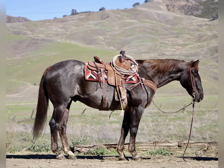 Quarter horse américain Hongre 11 Ans 155 cm Alezan brûlé in Paicines CA