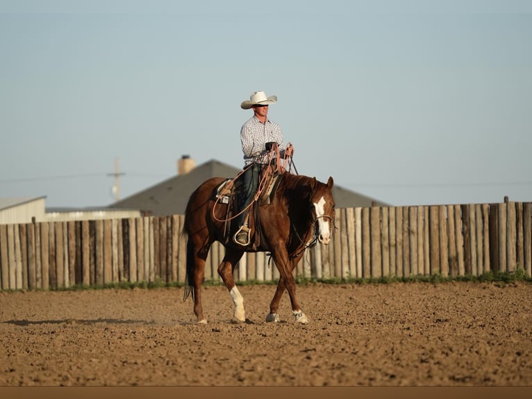 Quarter horse américain Hongre 11 Ans 155 cm Alezan cuivré in Amarillo, TX