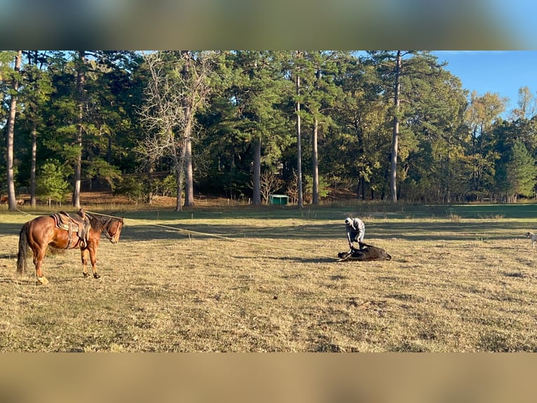 Quarter horse américain Hongre 11 Ans 155 cm Alezan cuivré in RUSK TX