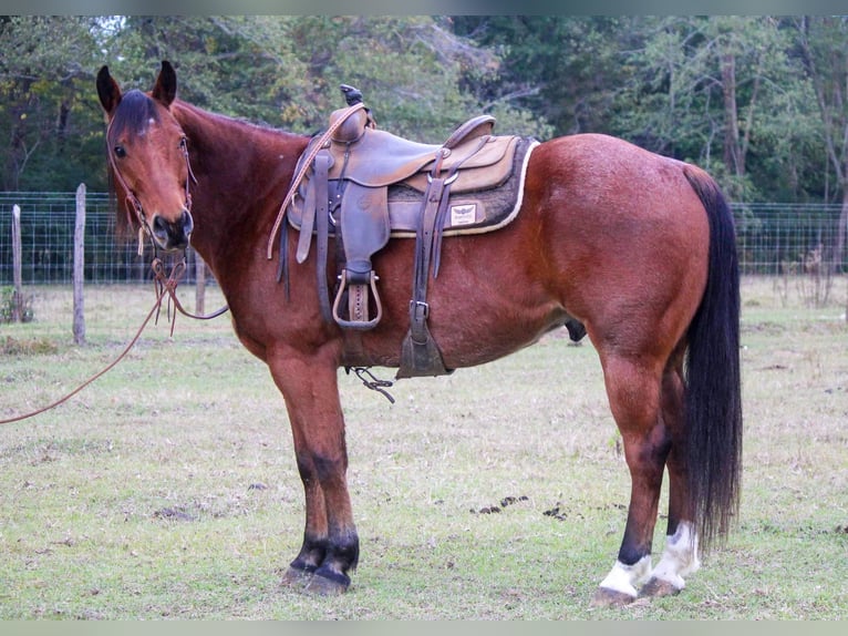 Quarter horse américain Hongre 11 Ans 155 cm Alezan cuivré in RUSK TX