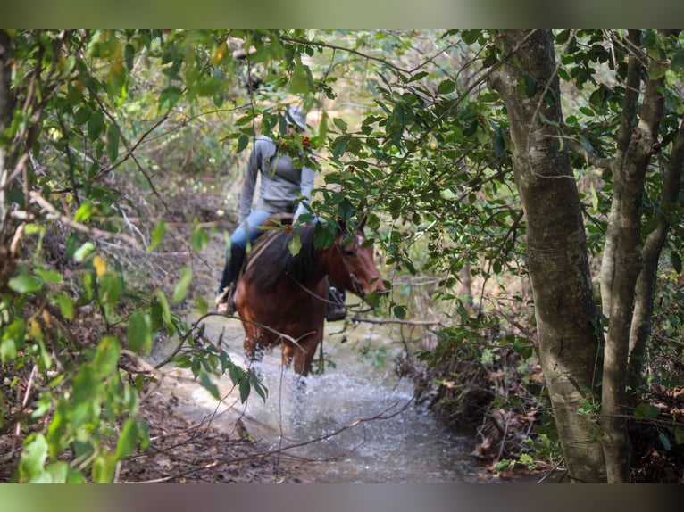 Quarter horse américain Hongre 11 Ans 155 cm Alezan cuivré in RUSK TX