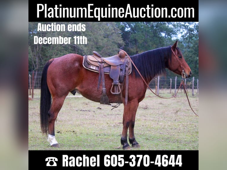 Quarter horse américain Hongre 11 Ans 155 cm Alezan cuivré in RUSK TX