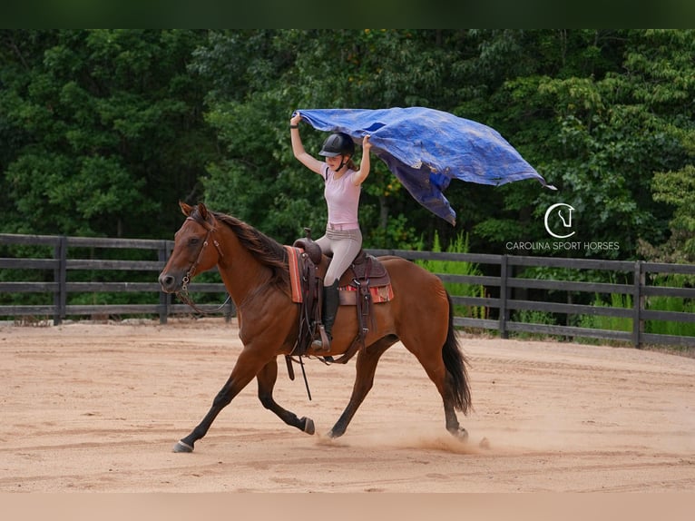Quarter horse américain Hongre 11 Ans 155 cm Bai cerise in Clover, SC