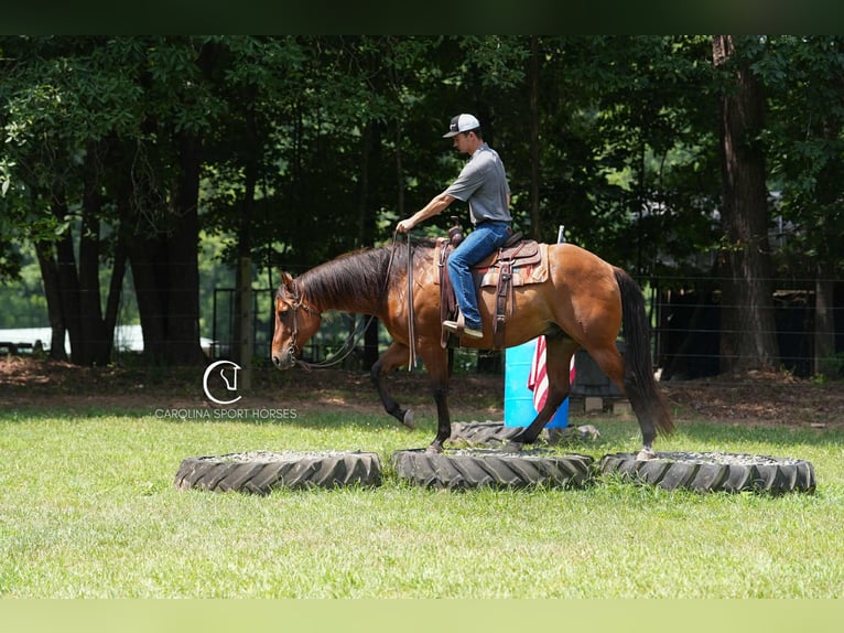 Quarter horse américain Hongre 11 Ans 155 cm Bai cerise in Clover, SC