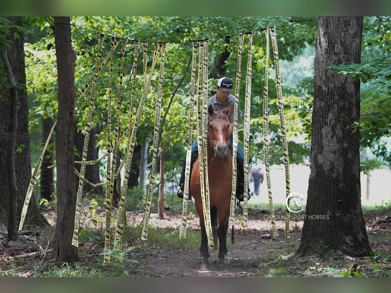 Quarter horse américain Hongre 11 Ans 155 cm Bai cerise in Clover, SC