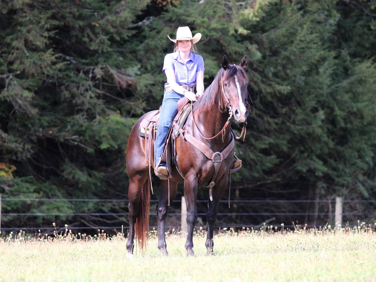 Quarter horse américain Hongre 11 Ans 155 cm Bai cerise in Clarion, PA