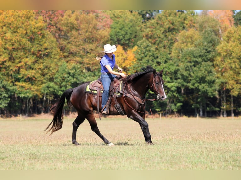 Quarter horse américain Hongre 11 Ans 155 cm Bai cerise in Clarion, PA