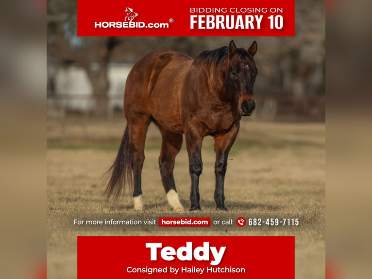 Quarter horse américain Hongre 11 Ans 155 cm Bai cerise in Joshua, TX