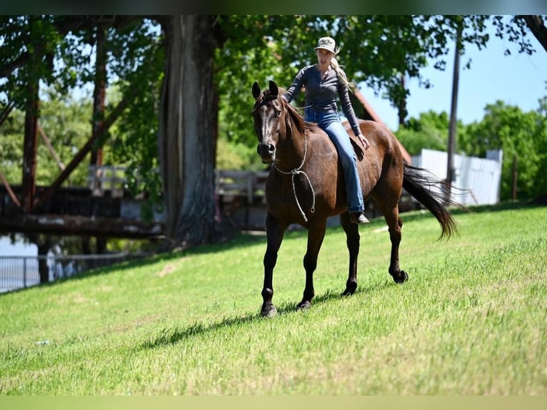 Quarter horse américain Hongre 11 Ans 155 cm Bai cerise in Waco, TX