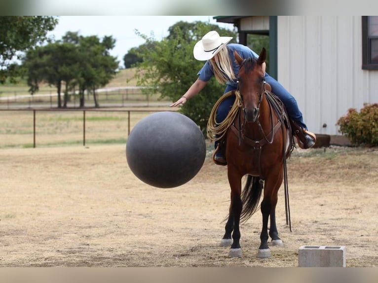 Quarter horse américain Hongre 11 Ans 155 cm Bai cerise in Joshua, TX