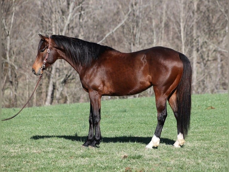 Quarter horse américain Hongre 11 Ans 155 cm Bai cerise in Level Green KY