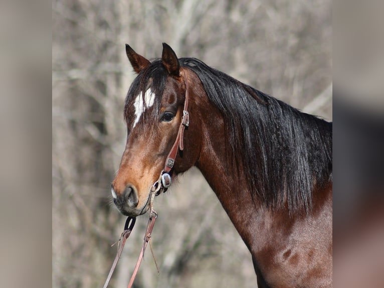 Quarter horse américain Hongre 11 Ans 155 cm Bai cerise in Level Green KY