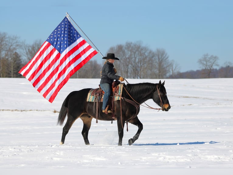 Quarter horse américain Hongre 11 Ans 155 cm Bai in Clarion