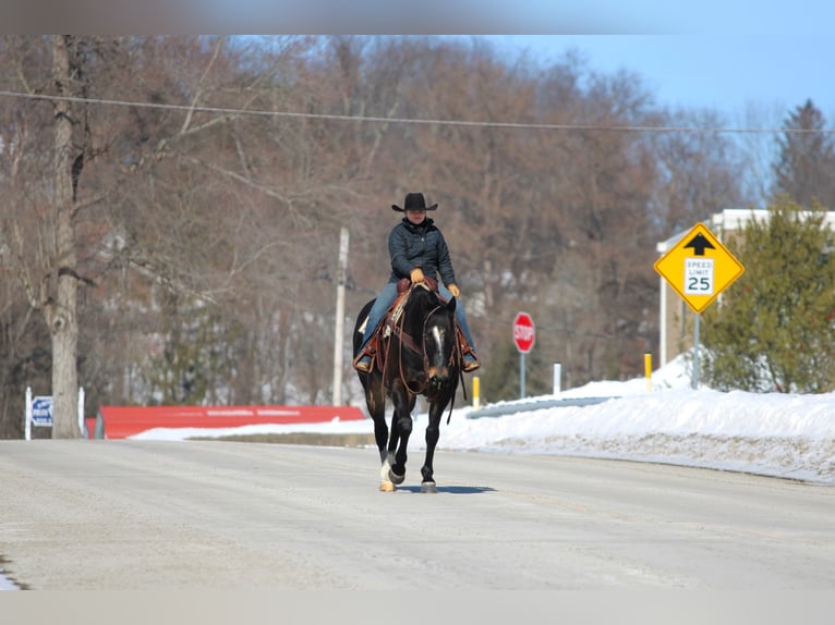 Quarter horse américain Hongre 11 Ans 155 cm Bai in Clarion