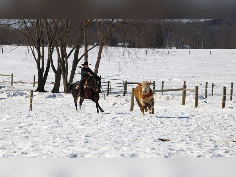 Quarter horse américain Hongre 11 Ans 155 cm Bai in Clarion