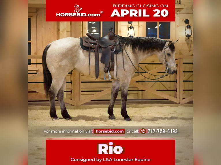 Quarter horse américain Hongre 11 Ans 155 cm Buckskin in Needmore