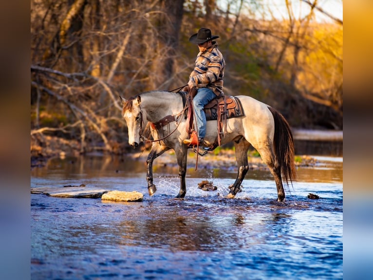 Quarter horse américain Hongre 11 Ans 155 cm Buckskin in Santa Fe