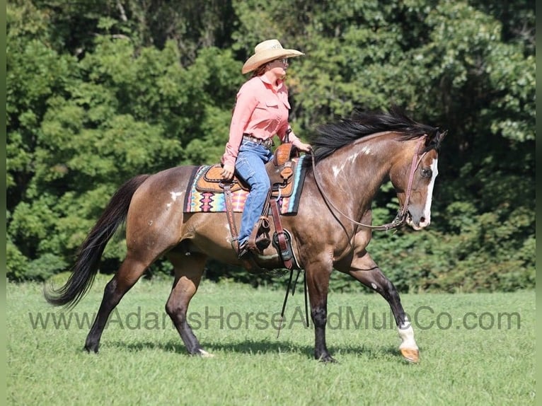 Quarter horse américain Hongre 11 Ans 155 cm Buckskin in Mount Vernon