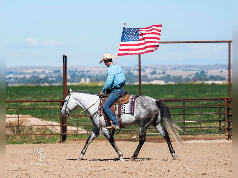 Quarter horse américain Hongre 11 Ans 155 cm Gris pommelé in Caldwell ID