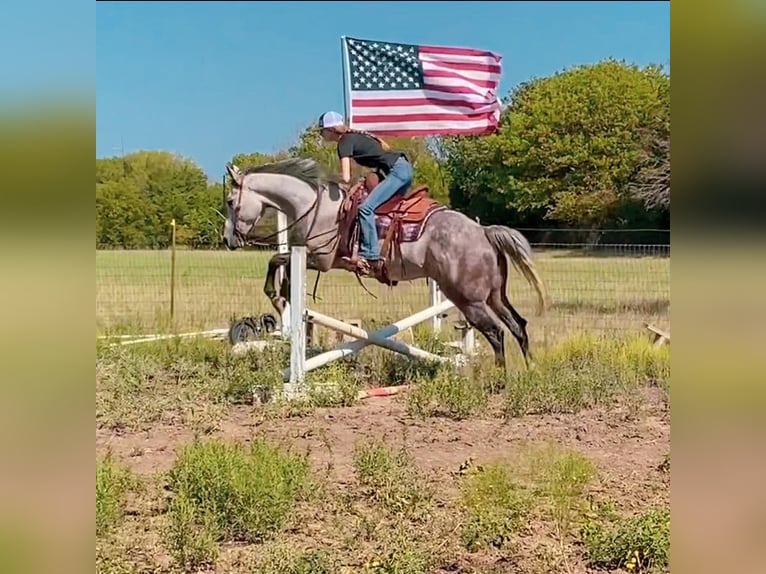 Quarter horse américain Hongre 11 Ans 155 cm Gris in Weatherford, TX