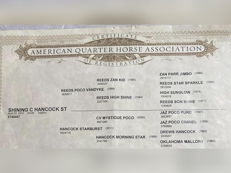 Quarter horse américain Hongre 11 Ans 155 cm Grullo in stephenville TX