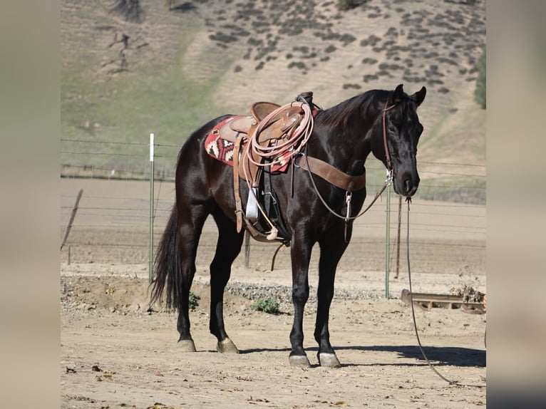 Quarter horse américain Hongre 11 Ans 155 cm Noir in Tres Pinos