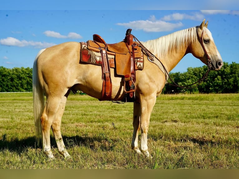 Quarter horse américain Hongre 11 Ans 155 cm Palomino in Valley Springs, SD
