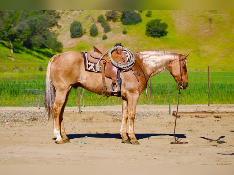 Quarter horse américain Hongre 11 Ans 155 cm Palomino in Tres Pinos