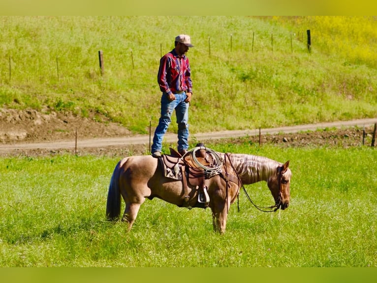 Quarter horse américain Hongre 11 Ans 155 cm Palomino in Tres Pinos