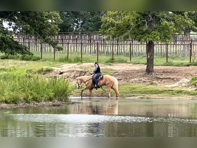 Quarter horse américain Hongre 11 Ans 155 cm Palomino in Weatherford TX