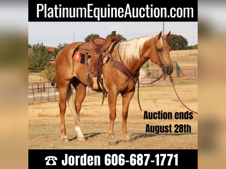 Quarter horse américain Hongre 11 Ans 155 cm Palomino in Cleburne Tx