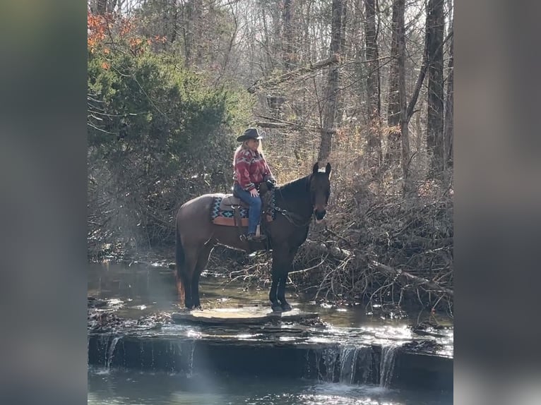 Quarter horse américain Hongre 11 Ans 155 cm Roan-Bay in Henderson