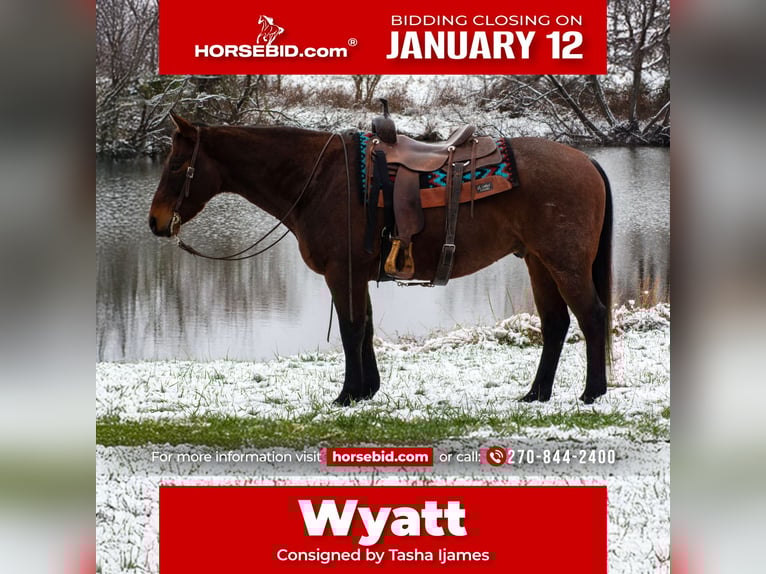 Quarter horse américain Hongre 11 Ans 155 cm Roan-Bay in Henderson