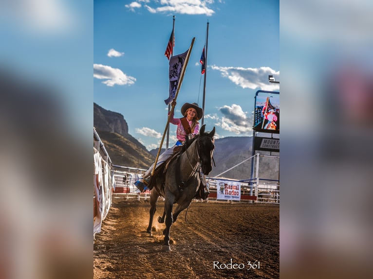 Quarter horse américain Hongre 11 Ans 155 cm Rouan Bleu in Cody