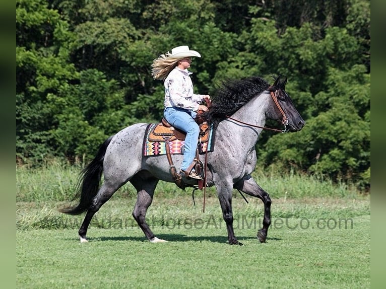 Quarter horse américain Hongre 11 Ans 155 cm Rouan Bleu in Mount Vernon