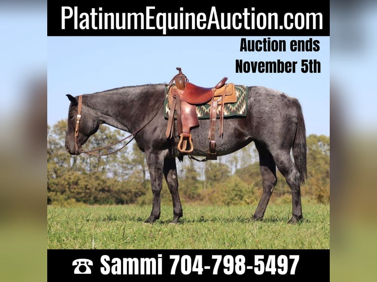 Quarter horse américain Hongre 11 Ans 155 cm Rouan Bleu in Brooksville KY