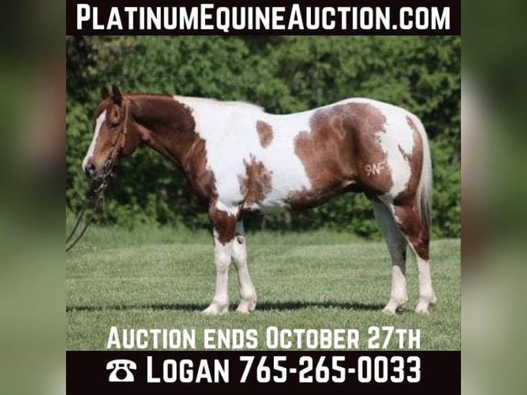 Quarter horse américain Hongre 11 Ans 155 cm Tobiano-toutes couleurs in LEvel Green KY