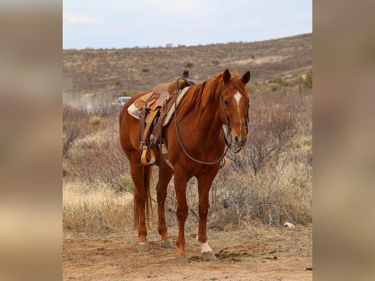 Quarter horse américain Hongre 11 Ans 157 cm Alezan brûlé in Camp Verde, AZ