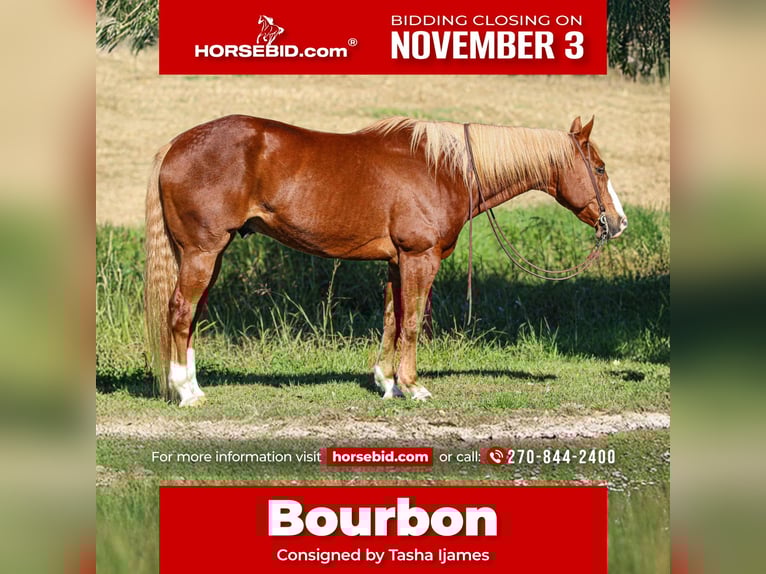 Quarter horse américain Hongre 11 Ans 157 cm Alezan cuivré in Henderson