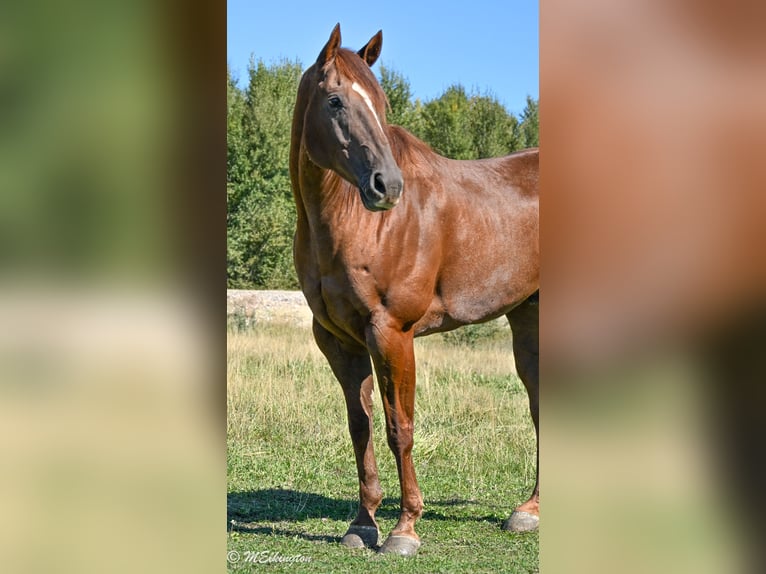 Quarter horse américain Hongre 11 Ans 157 cm Alezan cuivré in Rigby, ID